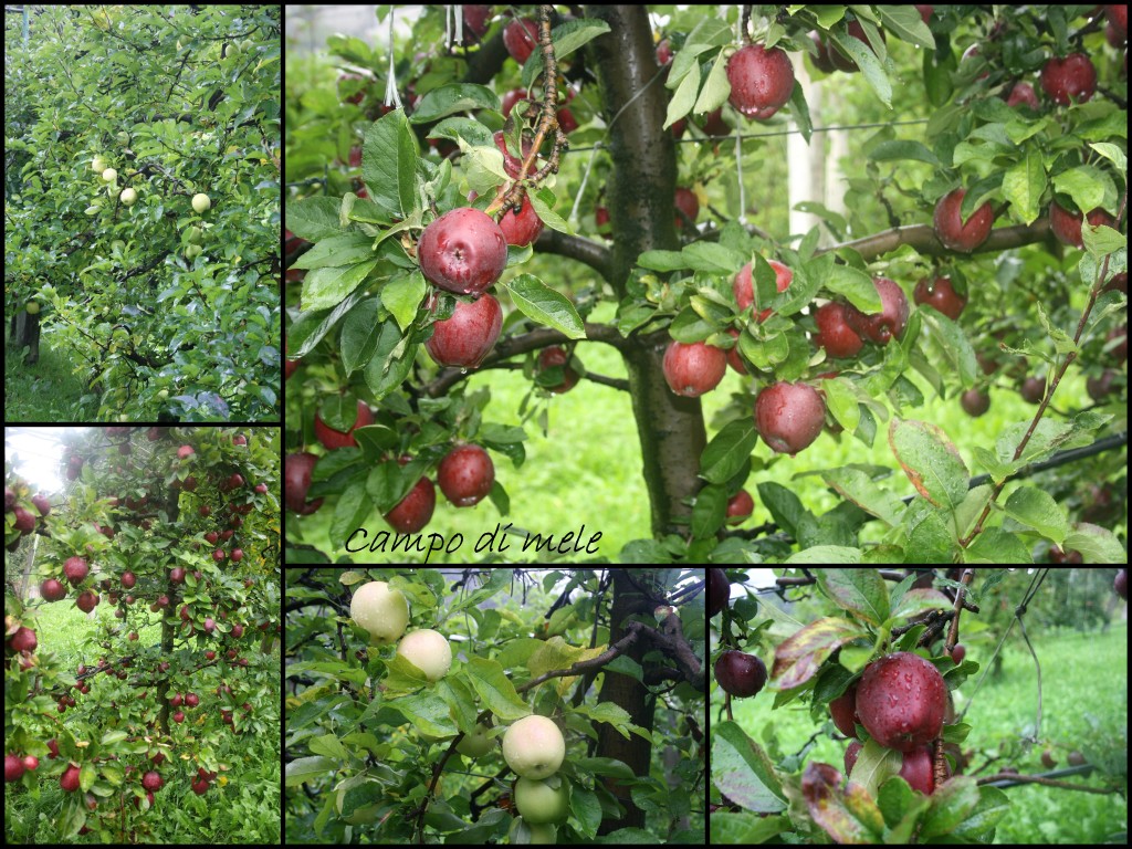 campo di mele